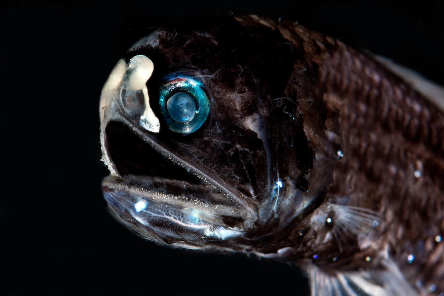 Lanternfish Diaphus Lucidus Photograph by Danté Fenolio Fine Art America
