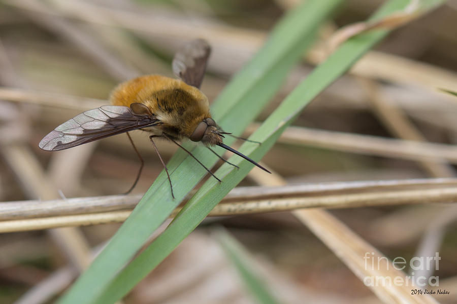 Large Bee-fly #2 Photograph by Jivko Nakev