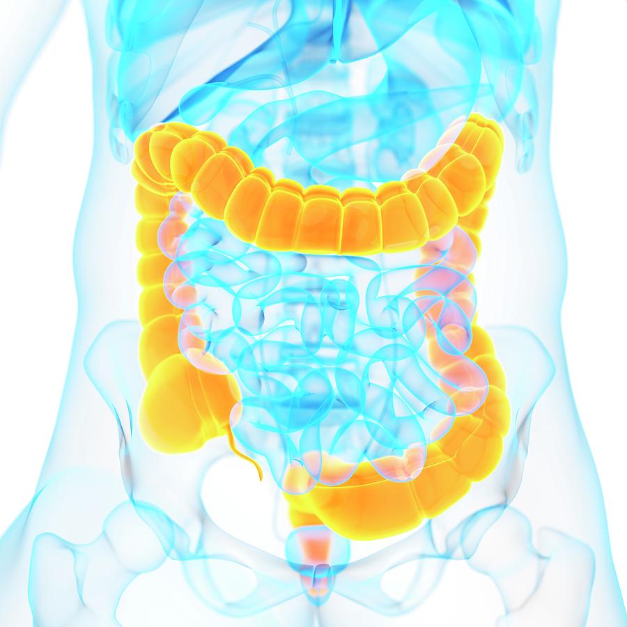 Artwork Photograph - Large Intestine by Sebastian Kaulitzki Artwork Photograph - Large Intestine by Sebastian Kaulitzki