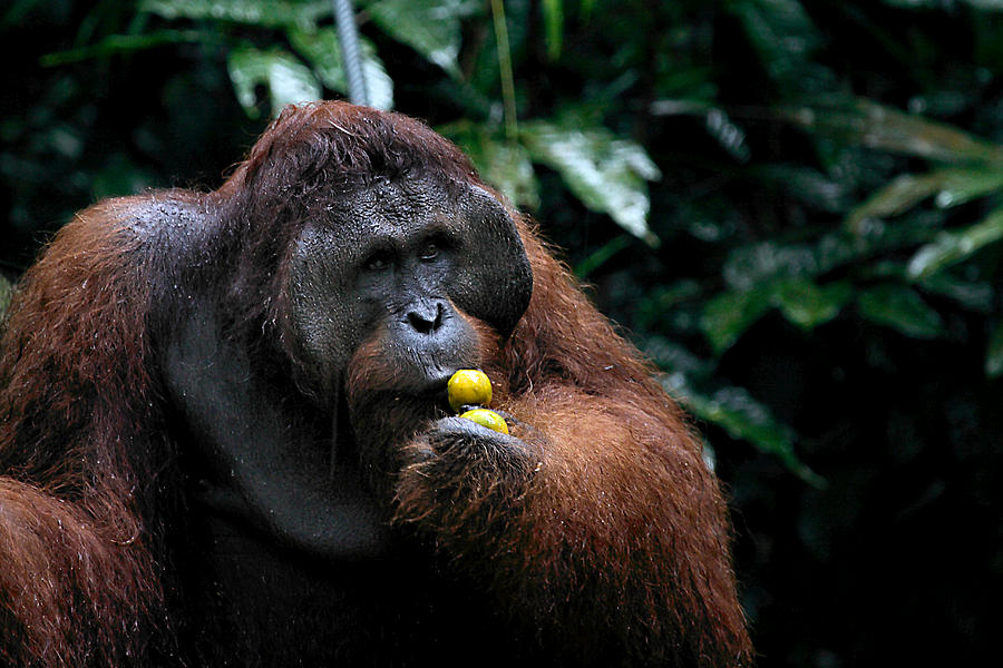 big orangutan teddy