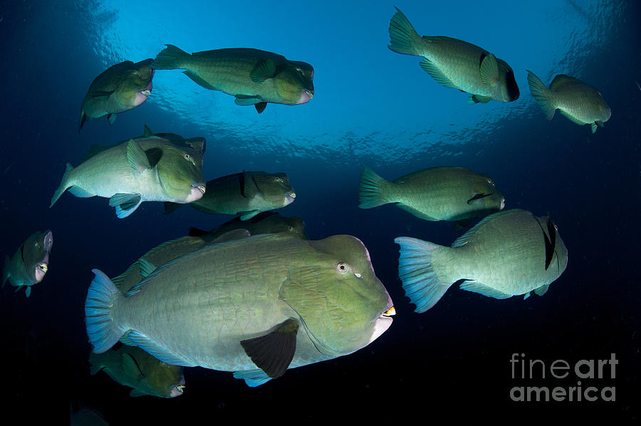 Fish Photograph - Large School Of Bumphead Parrotfish #2 by Steve Jones