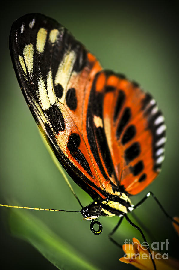 Large Tiger Butterfly 2 Photograph