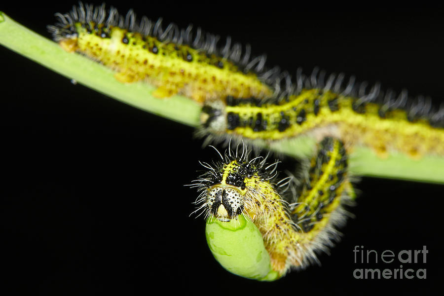 Cabbage Photograph - Large White Caterpillars #2 by Nick  Biemans