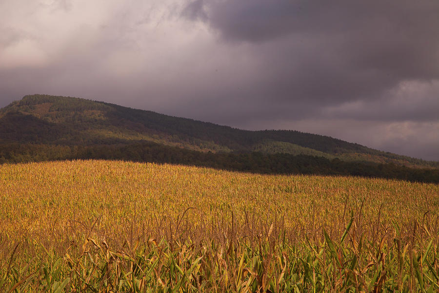 Late Fall Corn Fields, Tuscany #2 Photograph by Caroyl La Barge