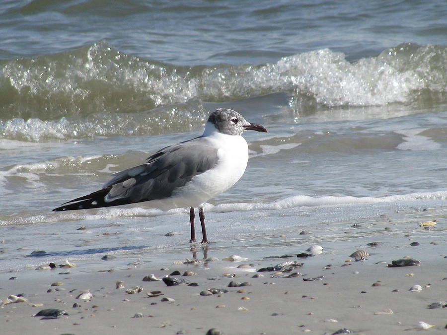 Laughing Gull #2 Photograph by Ellen Meakin