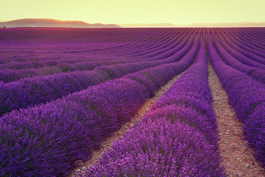Lavender Field At Dusk Photograph by Mammuth - Fine Art America