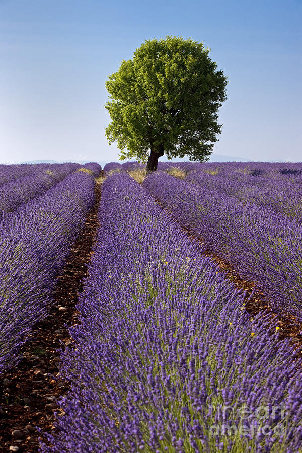 Lavender Field - Provence France Photograph by Brian Jannsen
