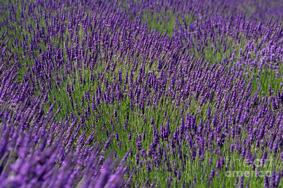 Lavender Field #2 Photograph by Jim Corwin