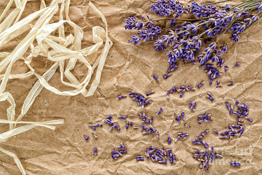 Lavender Flowers and Seeds #2 Photograph by Olivier Le Queinec