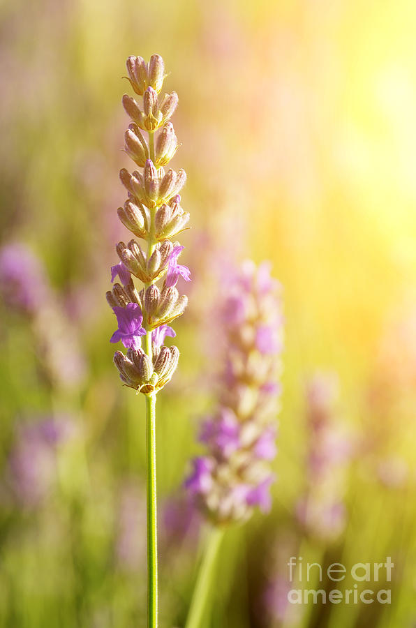 Spring Photograph - Lavender flowers #2 by Carlos Caetano