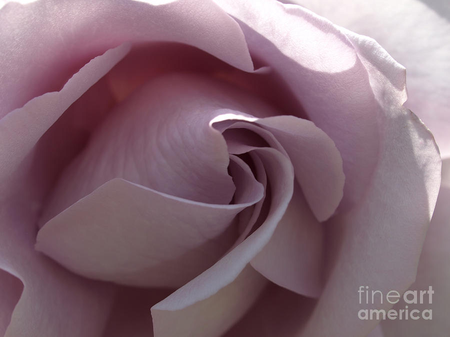 Lavender Rose #2 Photograph by Jacklyn Duryea Fraizer