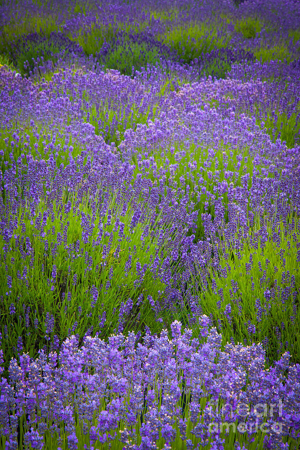 Lavender Study Photograph by Inge Johnsson