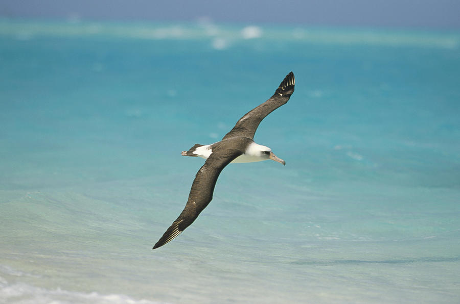 Albatross Photograph - Laysan Albatross Flying Midway Atoll #2 by Tui De Roy