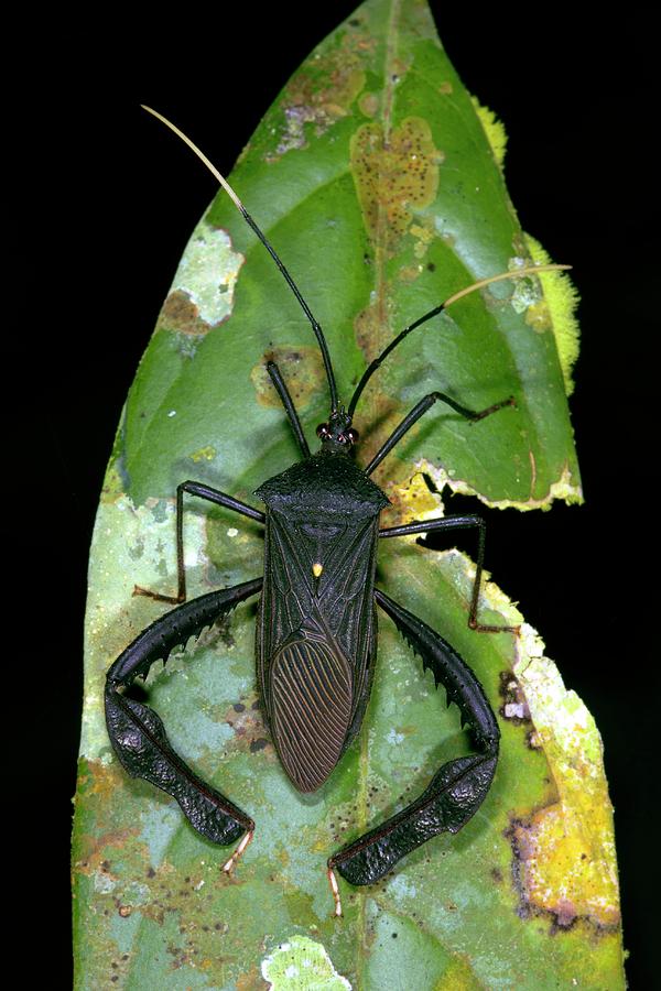 Leaf-footed Bug #2 by Dr Morley Read/science Photo Library