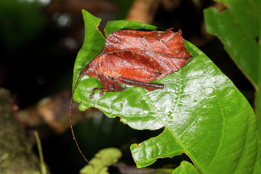 Cricket Photograph - Leaf Mimic Katydid #2 by Dr Morley Read