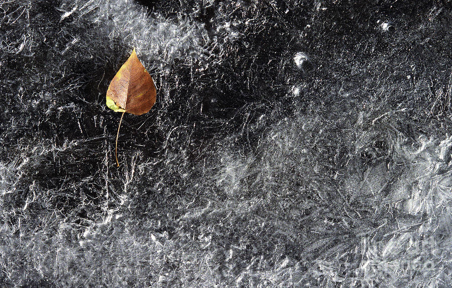 Leaf On Ice #1 Photograph by J L Woody Wooden