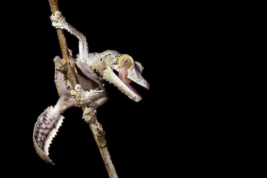 Wildlife Photograph - Leaf-tailed Gecko #2 by Alex Hyde