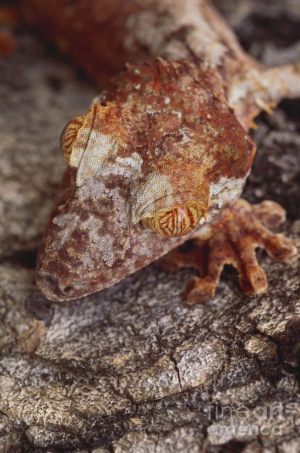 Leaf-tailed Gecko #2 Photograph by Art Wolfe