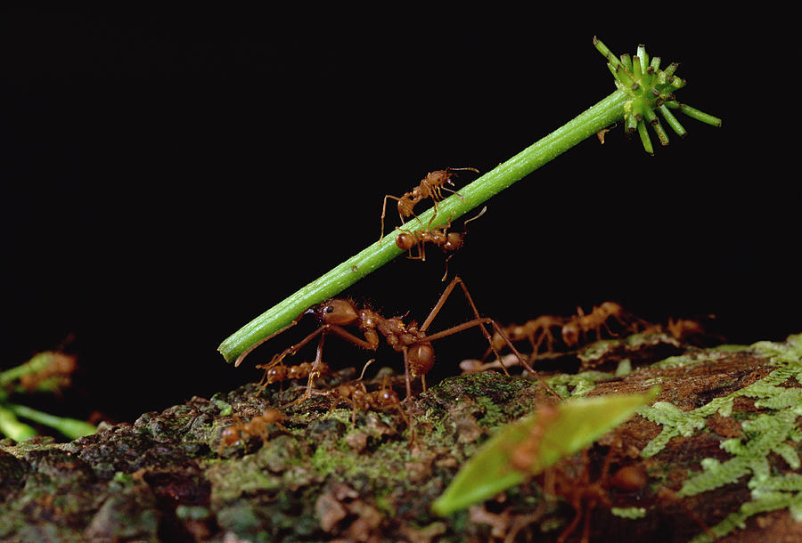 Leafcutter Ants Carrying Leaves French #2 Photograph by Mark Moffett