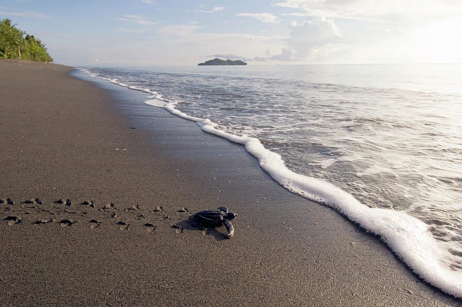 Leatherback Turtle Hatchling #2 Photograph by Scubazoo/science Photo Library