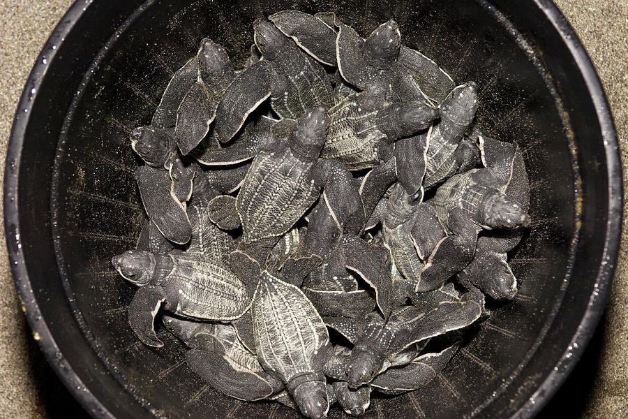 Leatherback Turtle Hatchlings Photograph by Scubazoo/science Photo Library