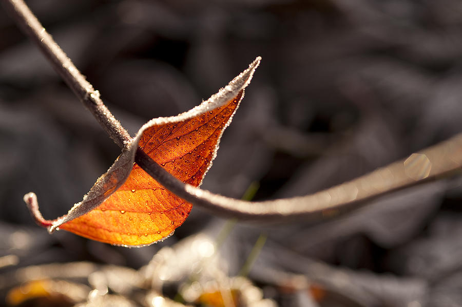 Leaves backlit with frost #2 Photograph by Jim Corwin