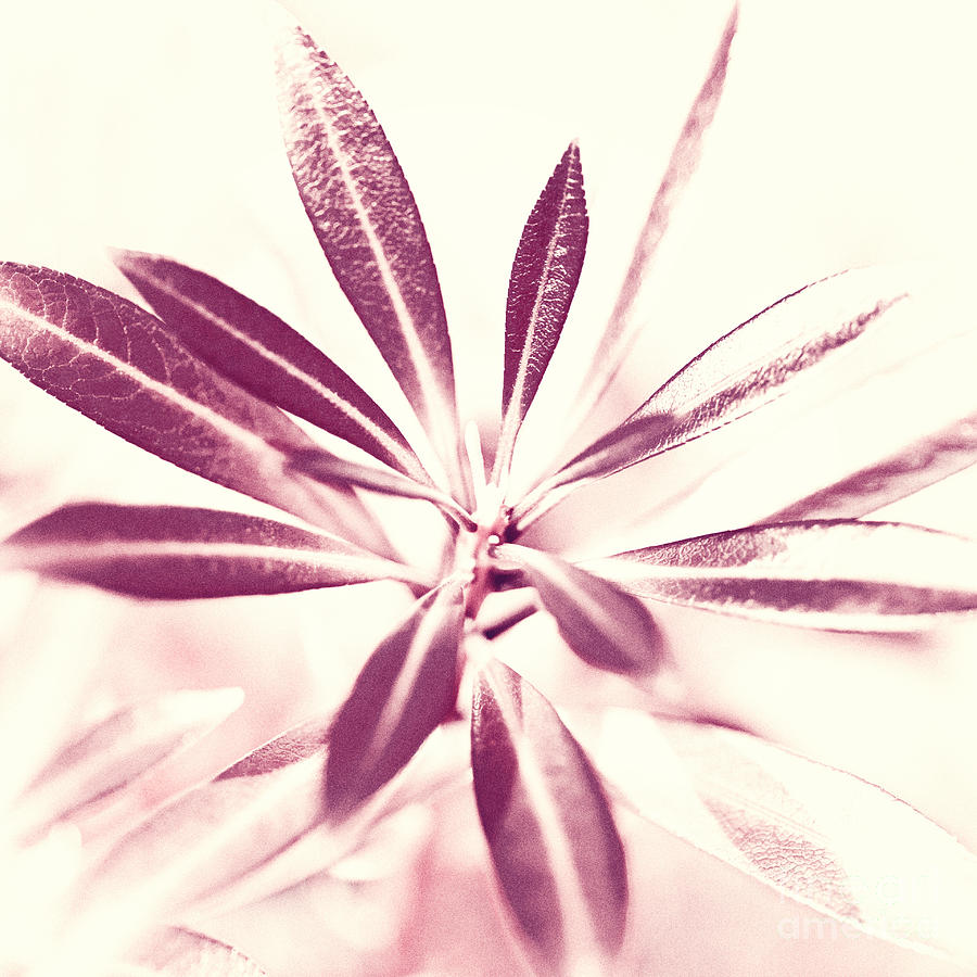 Flower Photograph - Leaves Dancing in the Sunlight Abstract #2 by Natalie Kinnear