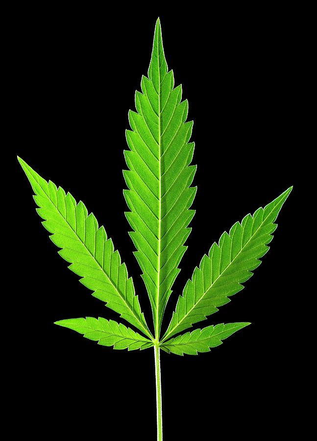 Leaves Of Marijuana Plant Photograph by Science Photo Library