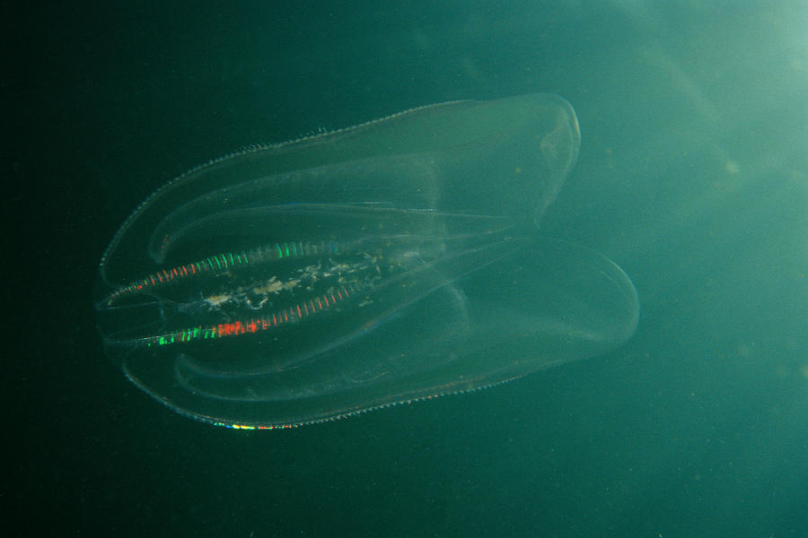 Leidys Comb Jelly #2 Photograph by Andrew J. Martinez