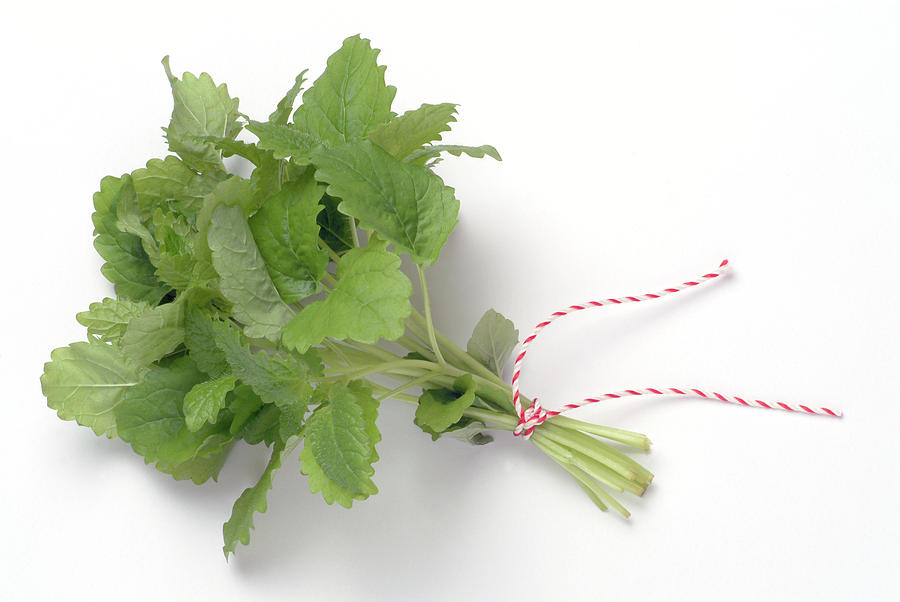 Lemon Balm #2 Photograph by Science Photo Library Lemon Balm #2 Photograph by Science Photo Library