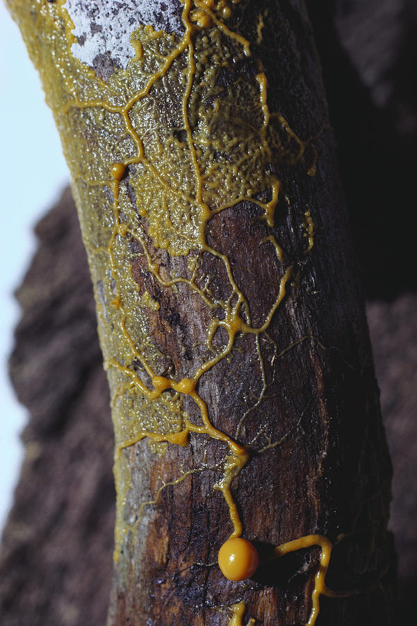 Leocarpus Fragilis Slime Mold #2 Photograph by Ray Simons