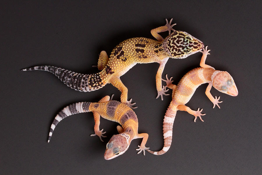 Leopard Gecko E. Macularius Collection #2 Photograph by David Kenny