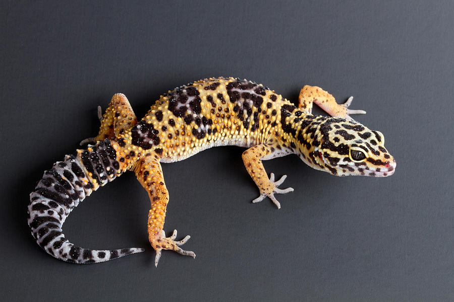 Leopard Gecko Eublepharis Macularius #2 Photograph by David Kenny