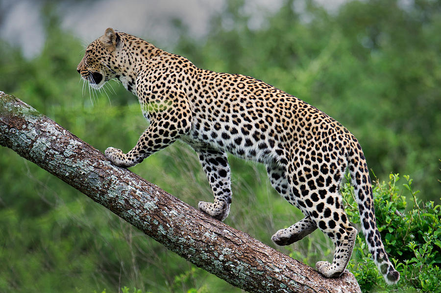 Wildlife Photograph - Leopard Panthera Pardus Climbing #2 by Panoramic Images