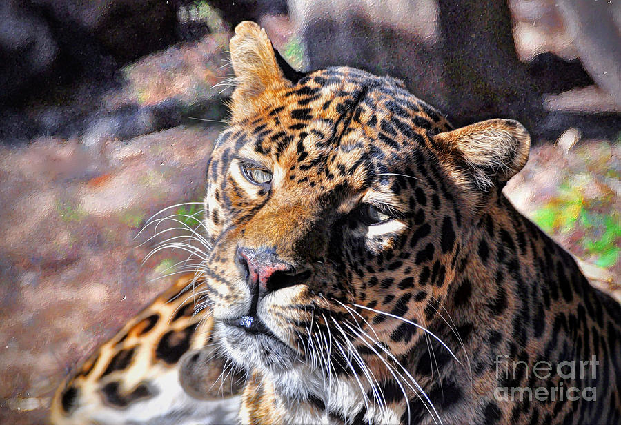 Leopard #4 Photograph by Savannah Gibbs