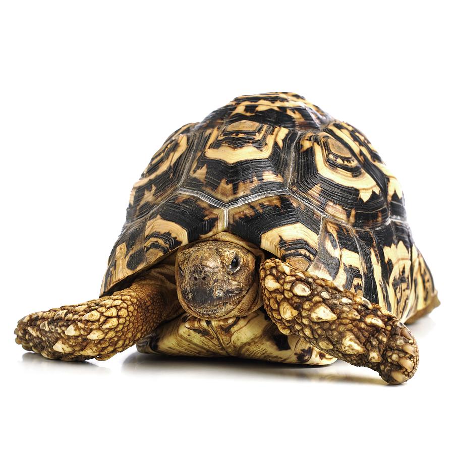 Leopard Tortoise #2 Photograph by Science Photo Library