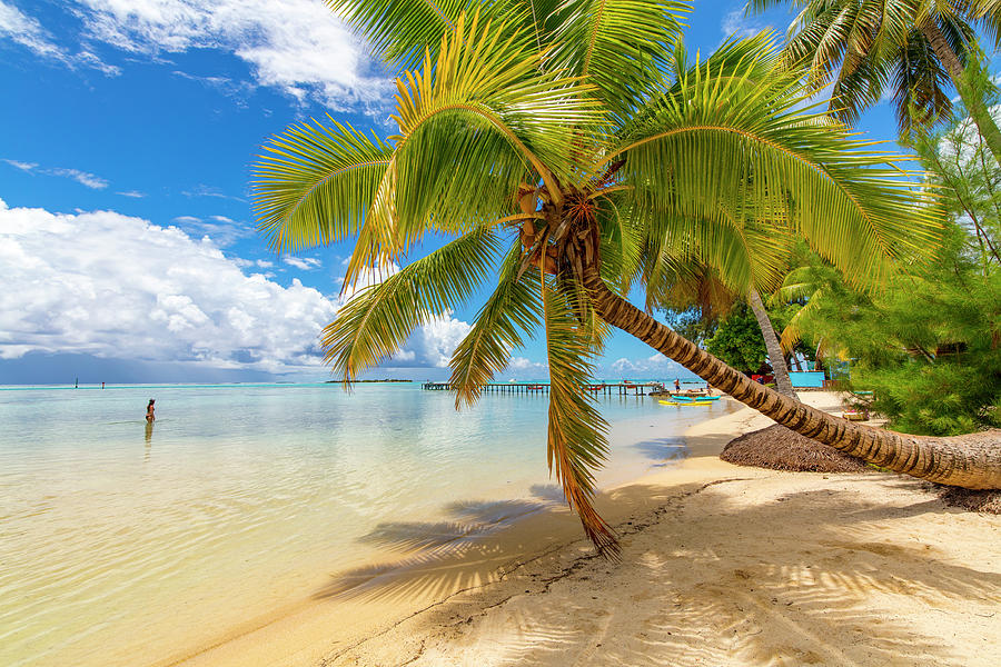 Les Tipaniers, Tiahura, Moorea, French Photograph by Douglas Peebles