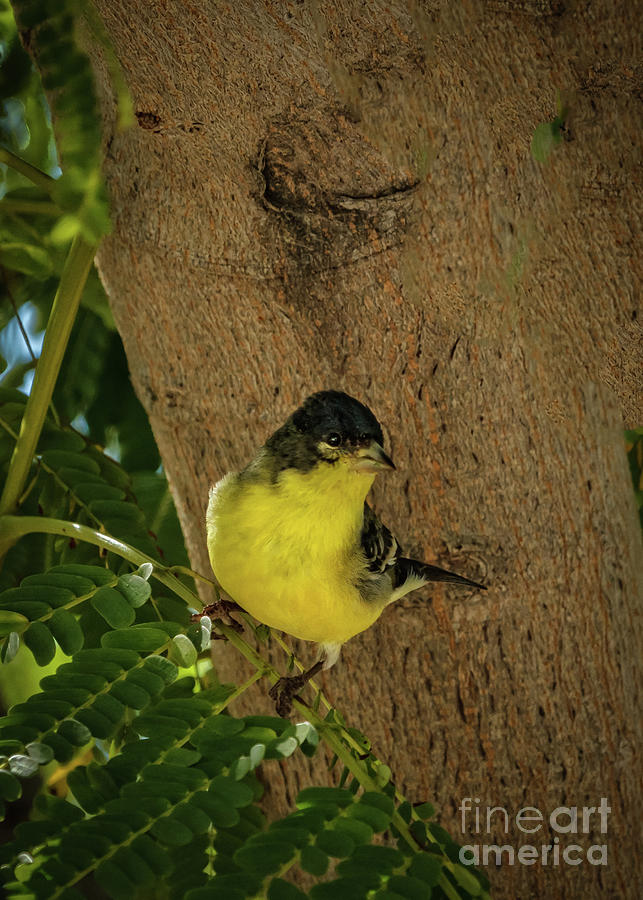 Wildlife Photograph - Lesser Goldfinch #2 by Robert Bales
