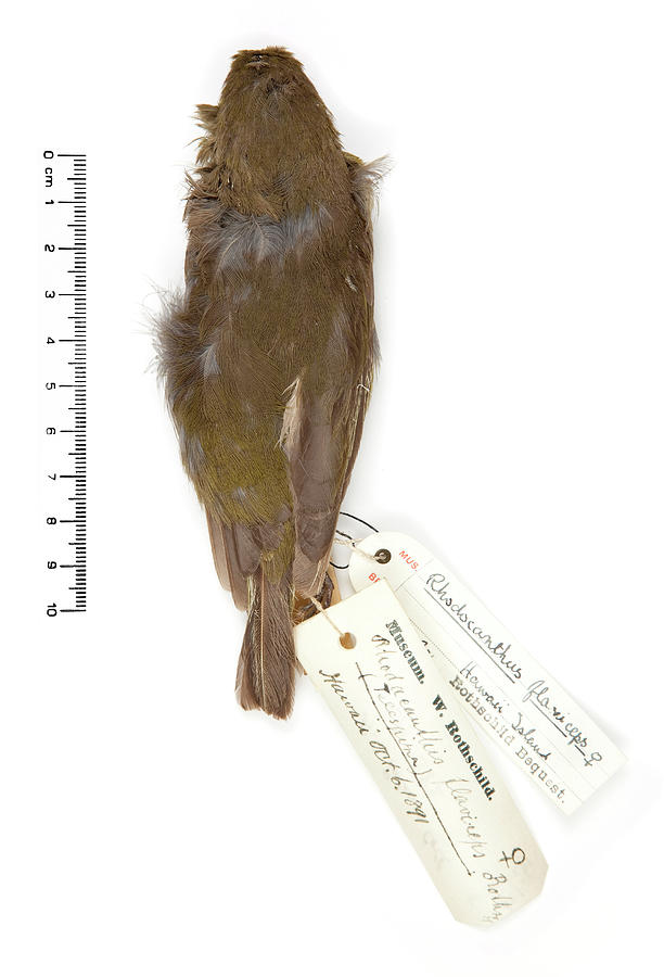 Lesser Koa-finch #2 Photograph by Natural History Museum, London/science Photo Library