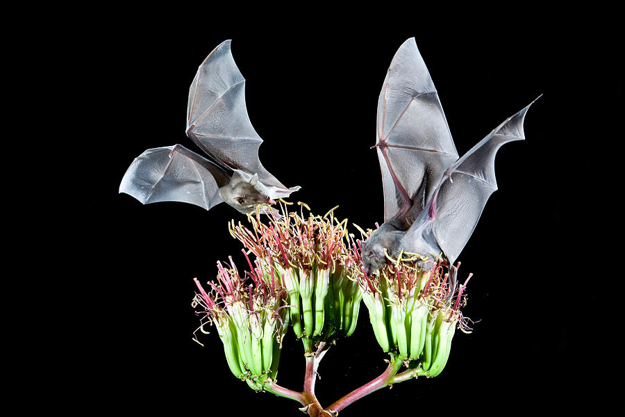 Lesser Long-nosed Bats (Leptonycteris curasoae yerbabuenae) - The