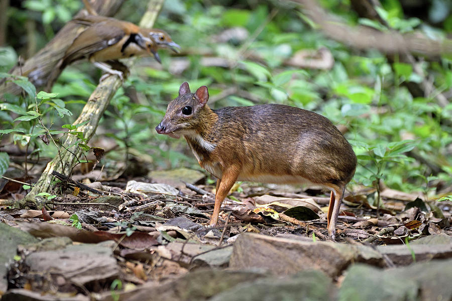 Lesser Mouse Deer Photograph By Robert Kennett