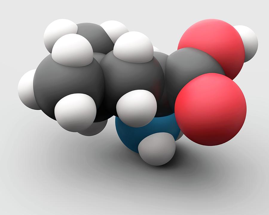 Leucine Amino Acid Molecule Photograph by Carlos Clarivan/science Photo ...