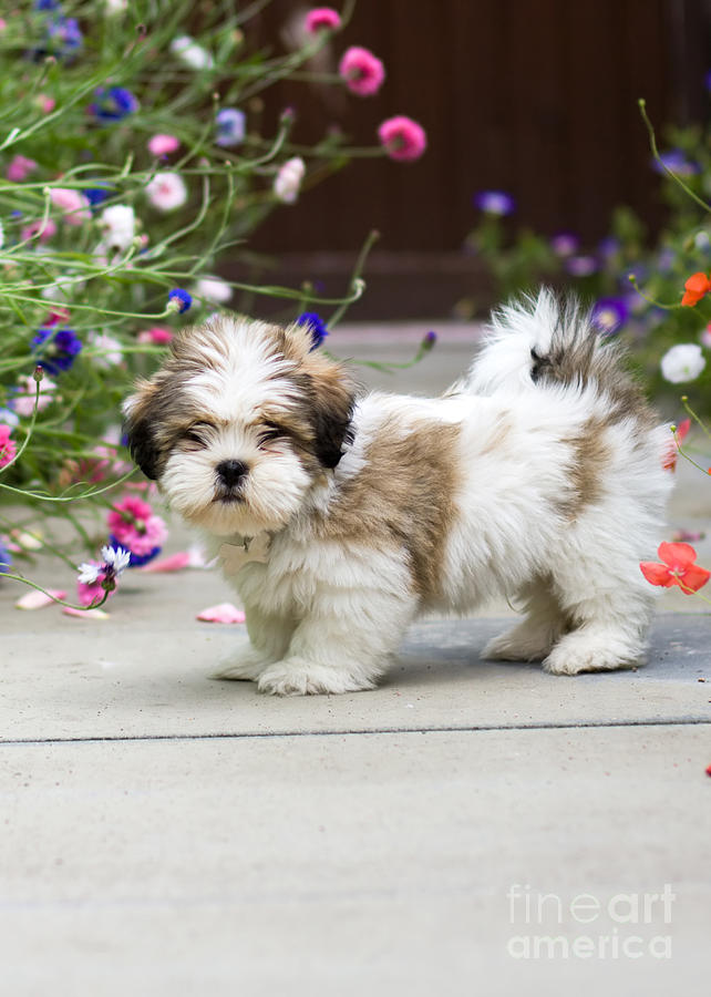 Lhasa apso puppy #2 Photograph by Ruth Black