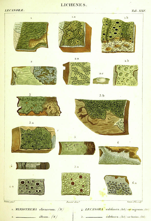 Lichenes, 19th Century Engraving, Lichen Drawing by Litz Collection