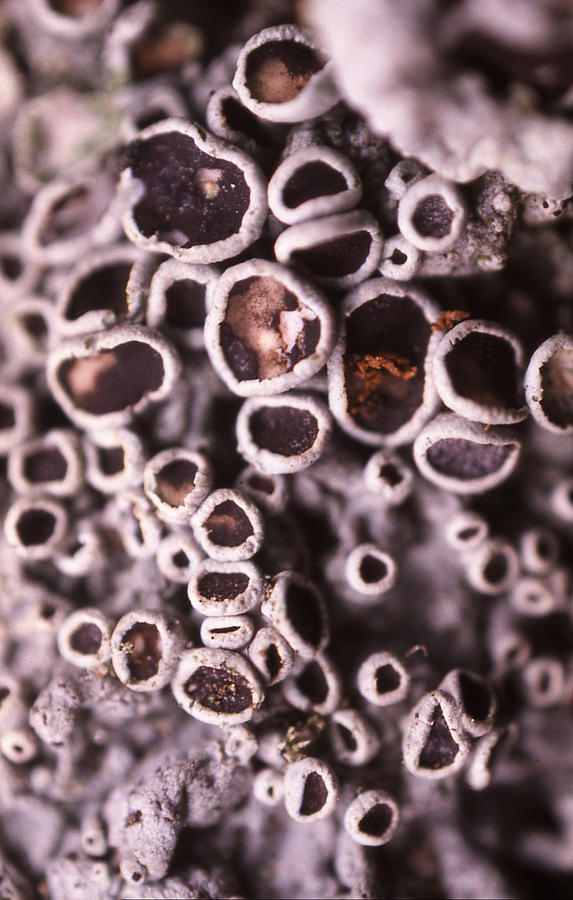 Lichens #2 Photograph by Paul Whitten