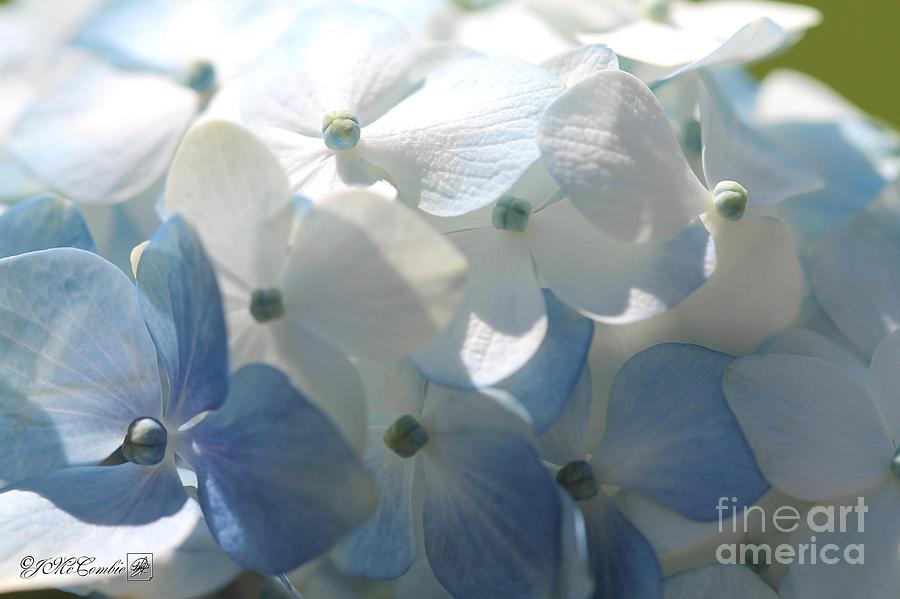 Light Blue Hydrangea #1 Photograph by J McCombie