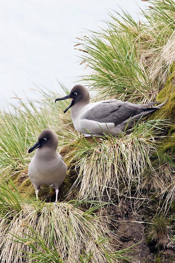 Light-mantled Albatrosses #2 Photograph by William Ervin/science Photo Library