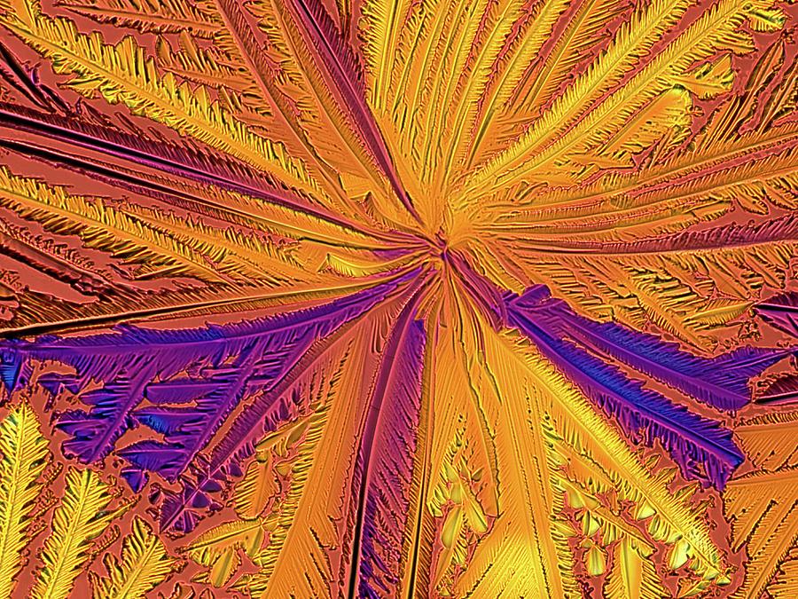 Light Micrograph Of Citric Acid Crystals #2 Photograph by Alfred Pasieka