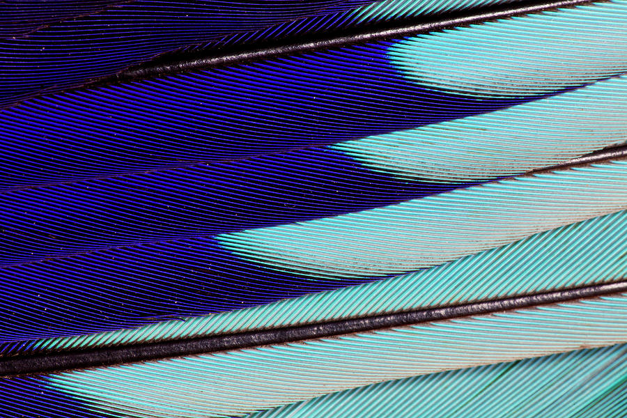 Lilac Breasted Roller Feathers Pattern Photograph by Darrell Gulin