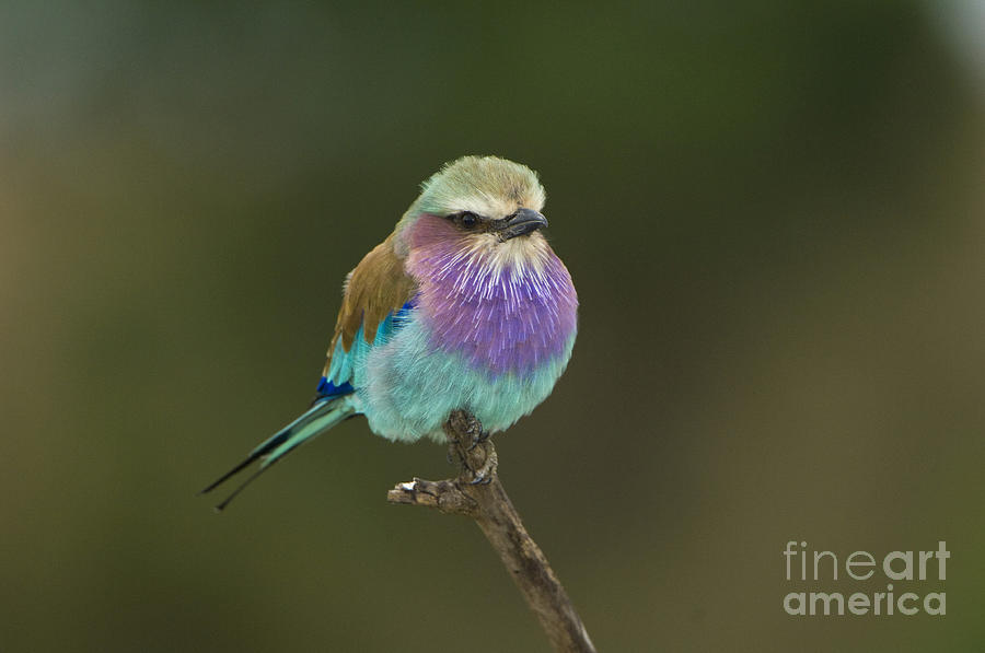 Lilac-breasted Roller #2 Photograph by John Shaw